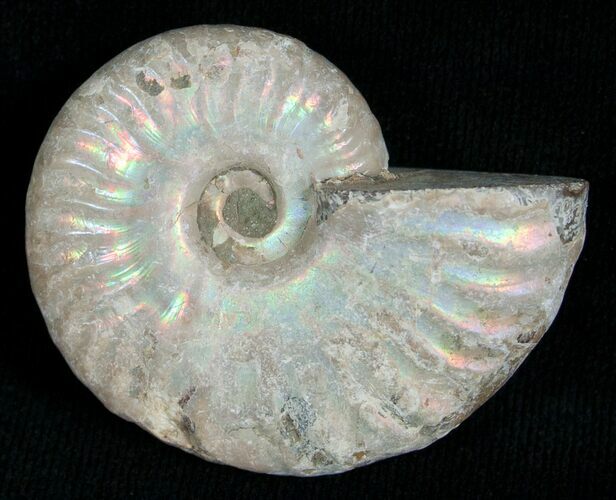Silver Iridescent Ammonite - Madagascar #5342